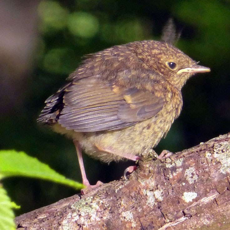 Wren chick on the Cromarty Estate