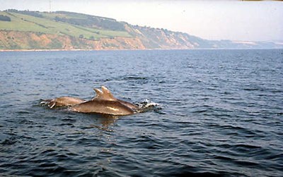 Dolphins off Eathie beach - 1997