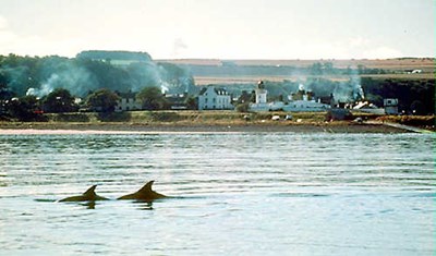 Dolphins with Cromarty in the background.
