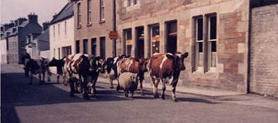 Cattle and a sheep on High St - c1960