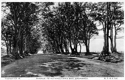 Avenue of trees down to McFarquhar's Bed