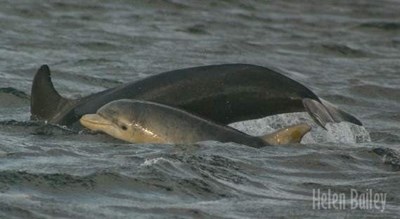 Moray Firth Dolphins - 2004